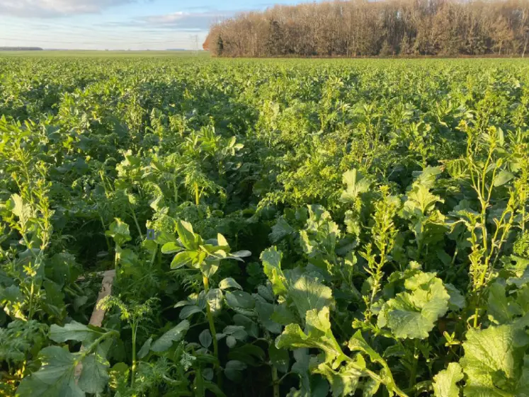 <em class="placeholder">Couvert végétal sur un buttage d'automne</em>