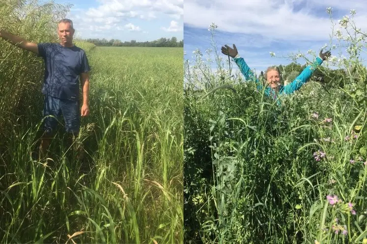 <em class="placeholder">Le couvert biomax est constitué de seigle forestier, vesce, 
gesse, féverole, pois et radis fourrager.
Le sorgho fourrager au 15 septembre, à gauche la partie 
conservée ...</em>