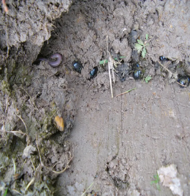 <em class="placeholder">Belle illustration de la présence, ensemble, de deux recycleurs de matières organiques : un ver de terre visible à gauche sur le cliché et des bousiers, à droite. Cette ...</em>