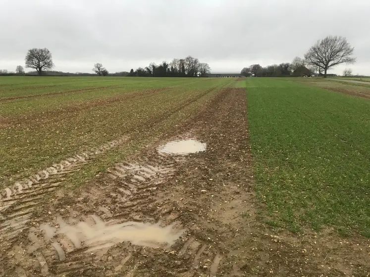 <em class="placeholder">Dans le dispositif expérimental, la parcelle qui a reçu du fumier depuis 180 ans côtoie la bande qui n’a reçu aucune fertilisation sur la même période. À l’automne ...</em>