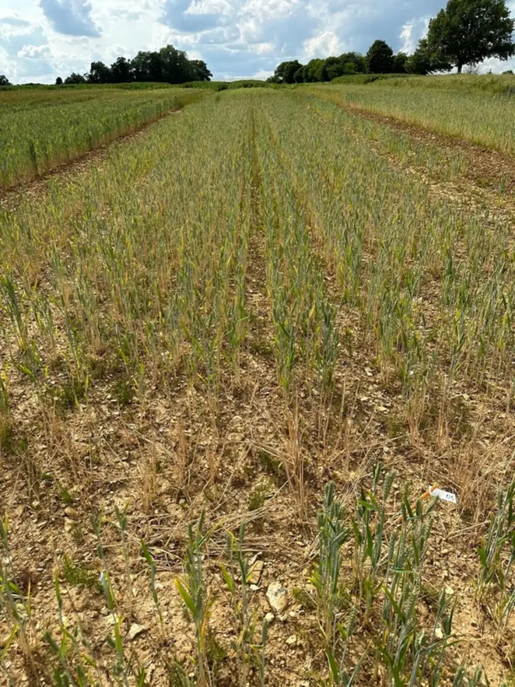 <em class="placeholder">Cela est nettement confirmé par l’état des cultures au mois de juillet suivant. Ce n’est pas tant la chaleur et la sécheresse de 2022 qui limite le potentiel de ...</em>