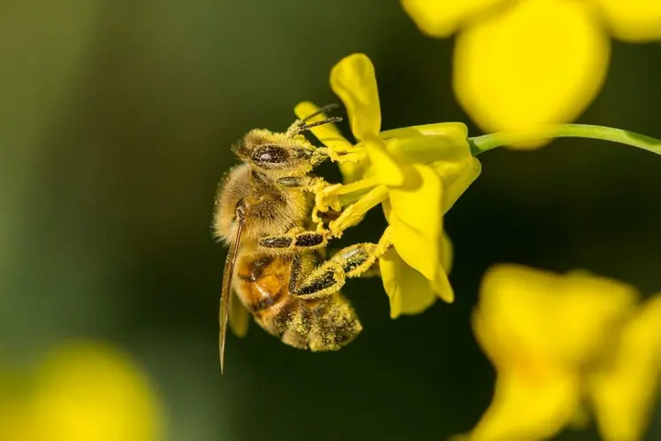<em class="placeholder">Abeille sur fleur.</em>