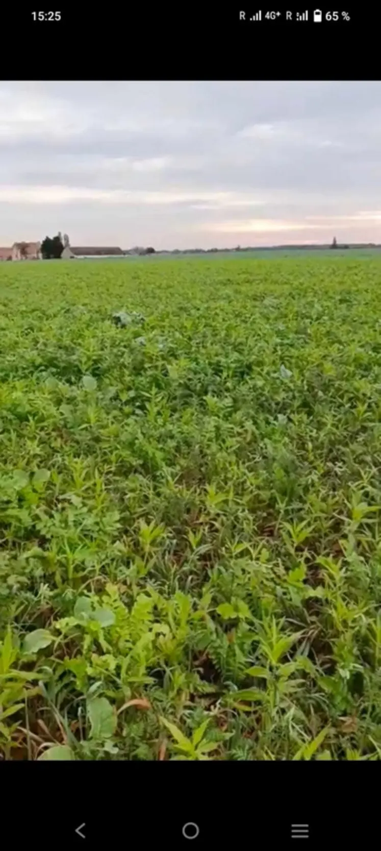 <em class="placeholder">Couvert non fertilisé</em>