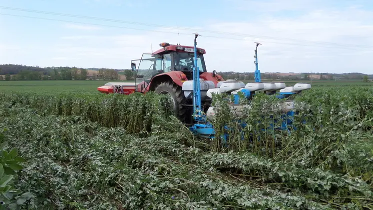 <em class="placeholder">Semis direct de maïs dans un couvert de féverole. </em>