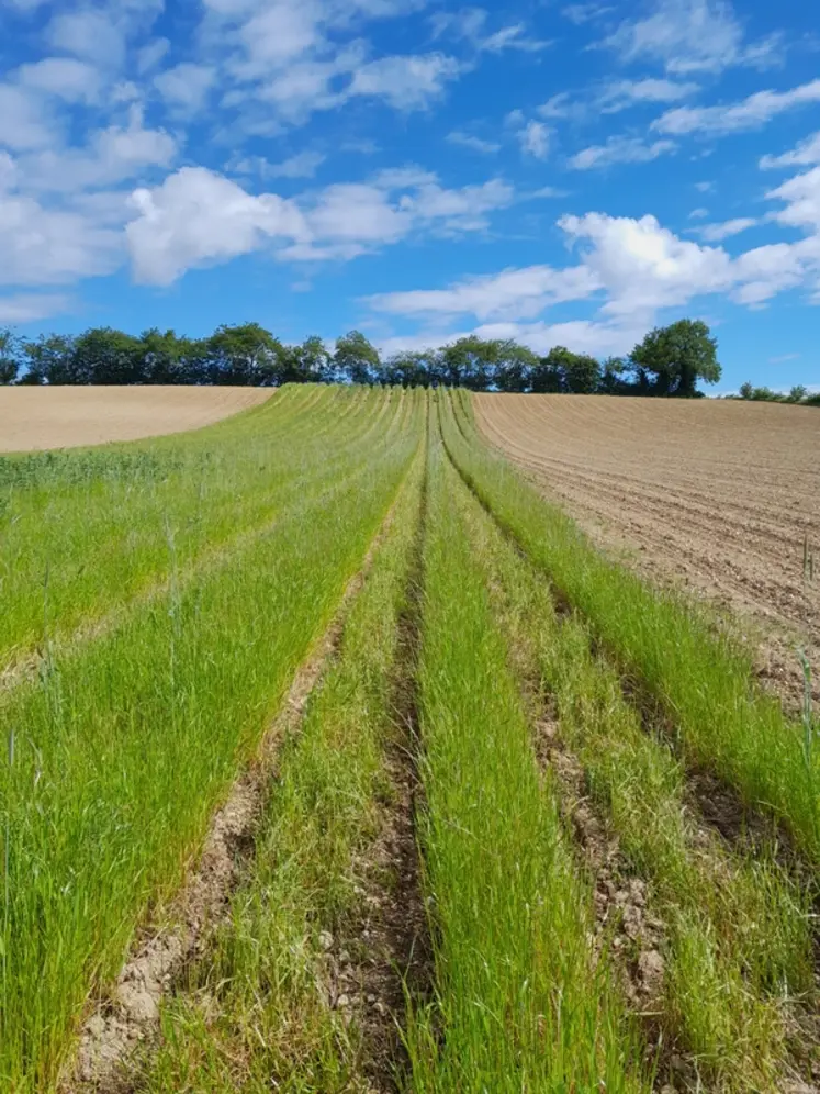 <em class="placeholder">Essai envahi par du ray-grass</em>