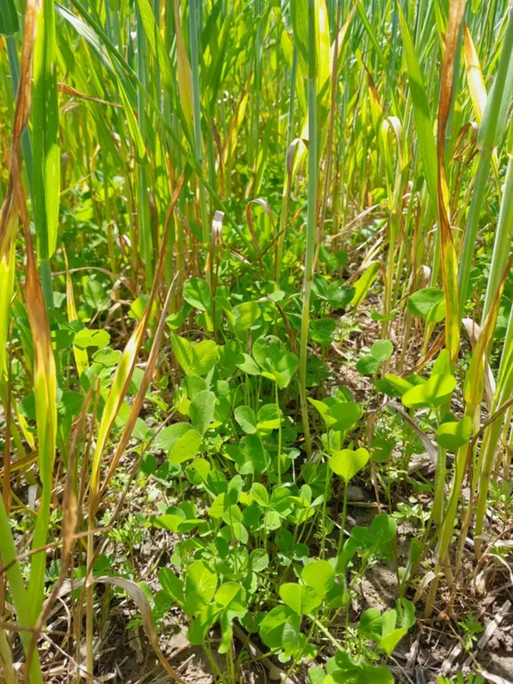 <em class="placeholder">Trèfle violet dans un blé</em>