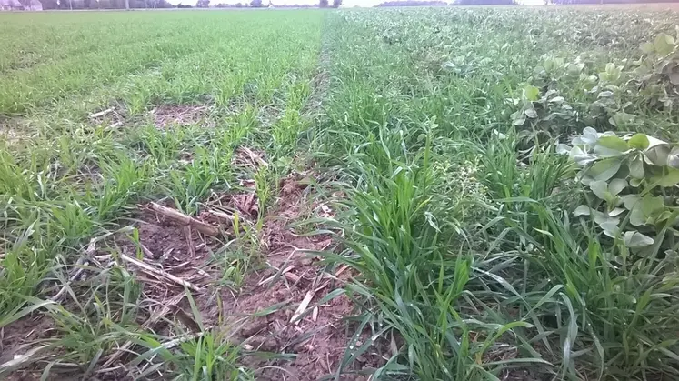 <em class="placeholder">Comparaison entre un blé associé à une féverole à droite et un blé seul à gauche</em>