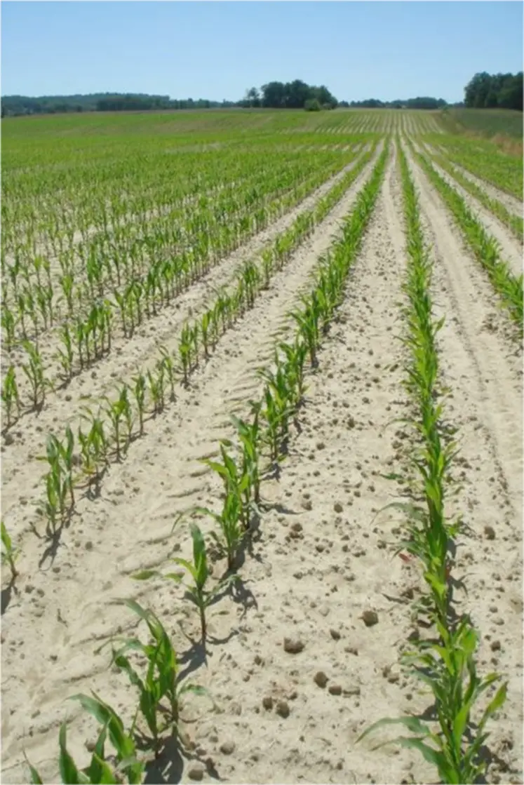 <em class="placeholder">Maïs en système labouré</em>