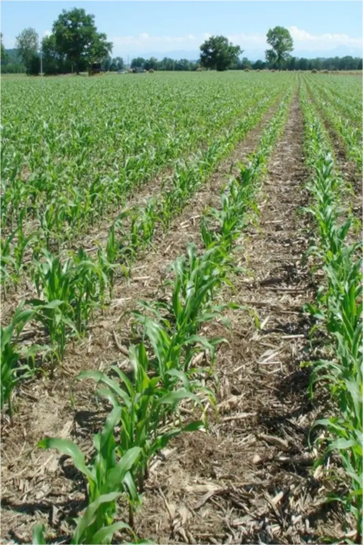 <em class="placeholder">Maïs en ACS</em>