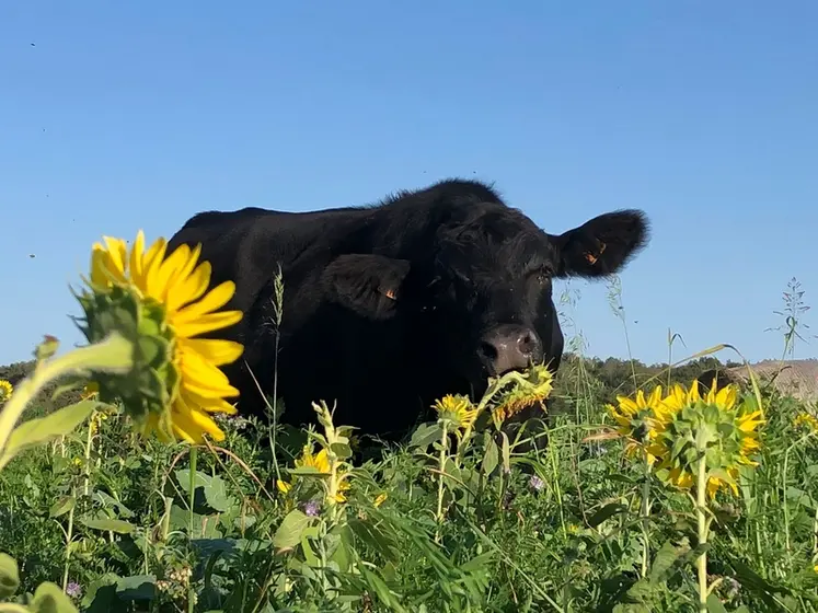 <em class="placeholder">Angus en pleine dégustation de tournesol lors d’un pâturage de couvert Biomax. </em>