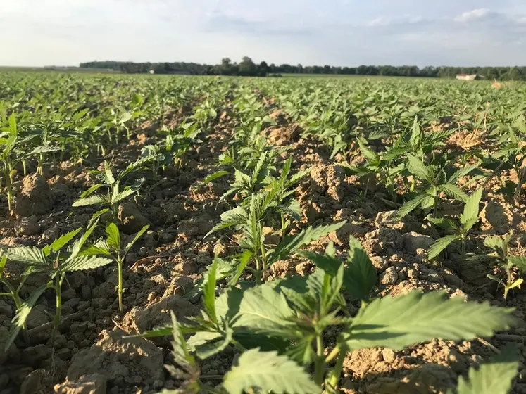 <em class="placeholder">Chanvre levé après un précédent blé puis couvert Biomax, chez Franck Barbier. </em>