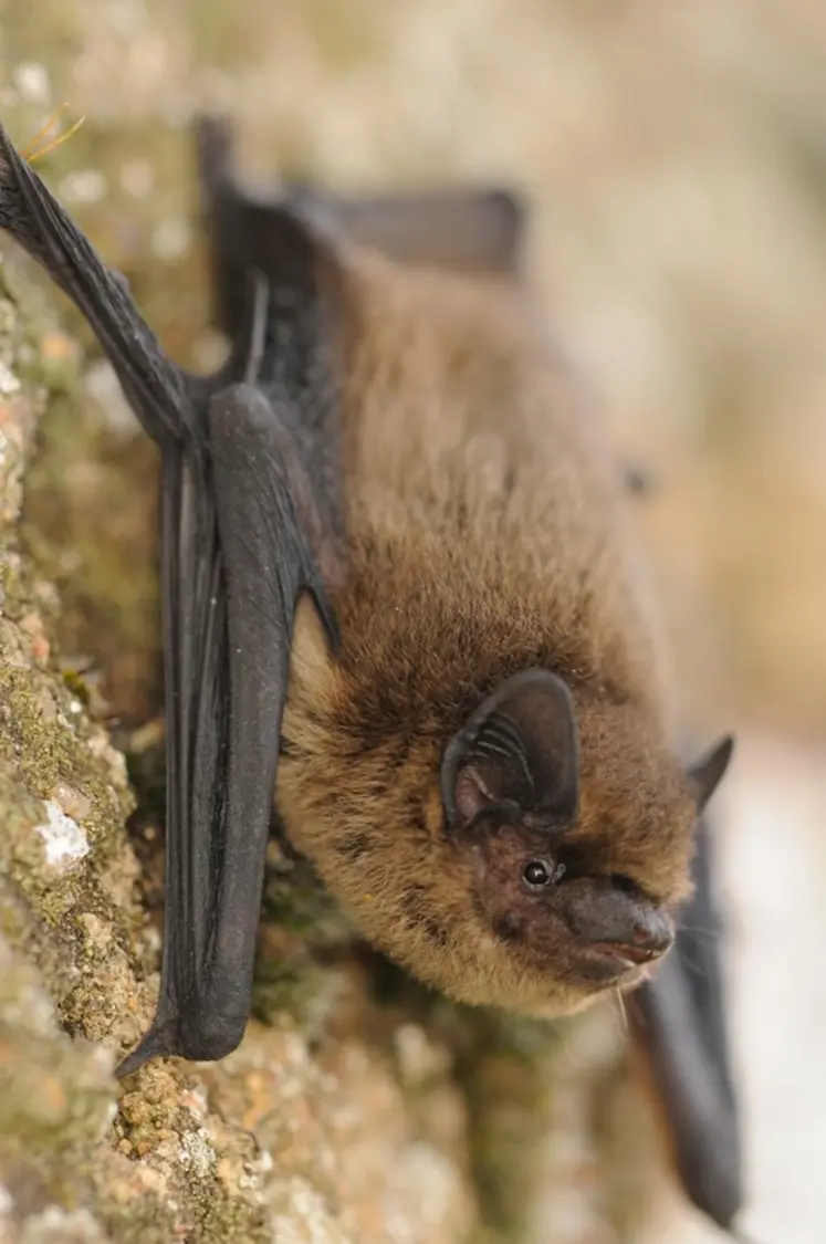 <em class="placeholder">Pipistrelle commune, espèce opportuniste qu’on trouve en milieu ouvert comme les milieux agricoles mais aussi en milieu urbain ou encore en zone boisée. </em>