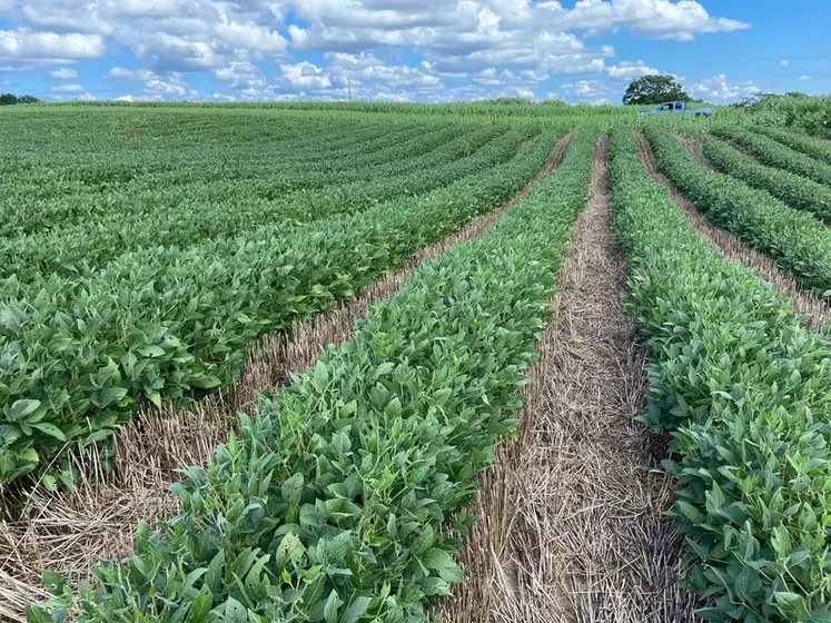 <em class="placeholder">Depuis une dizaine d’années, des ACSistes pionniers expérimentent 
et développent le relay cropping aux États-Unis avec principalement un enchaînement blé/soja. Même ...</em>