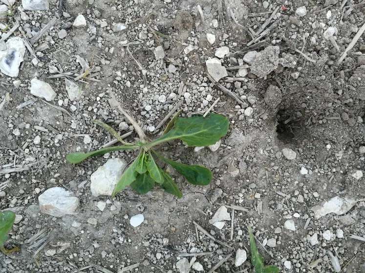 <em class="placeholder">Dégâts de corvidés sur betterave</em>