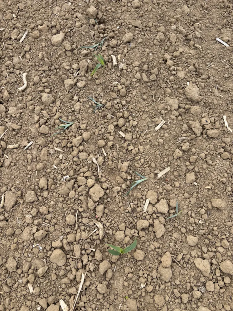 <em class="placeholder">Maïs endommagé par des corvidés</em>