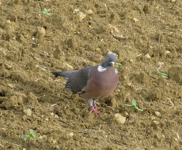 <em class="placeholder">Pigeon ramier en culture de tournesol</em>