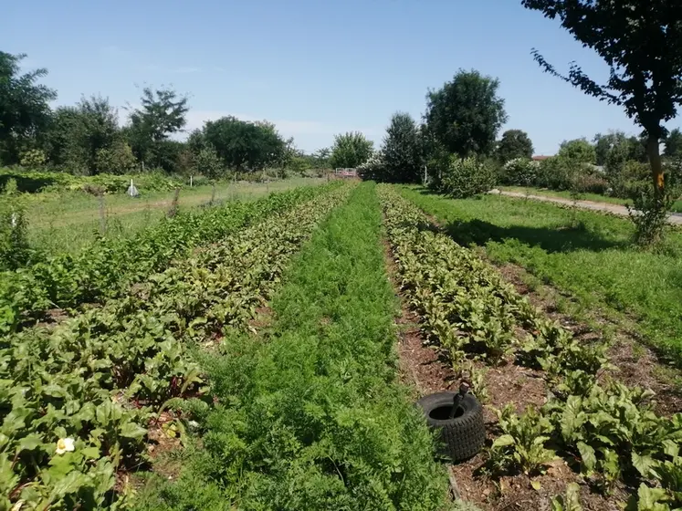 <em class="placeholder">Carottes et betteraves semées en direct sur compost de déchets verts</em>