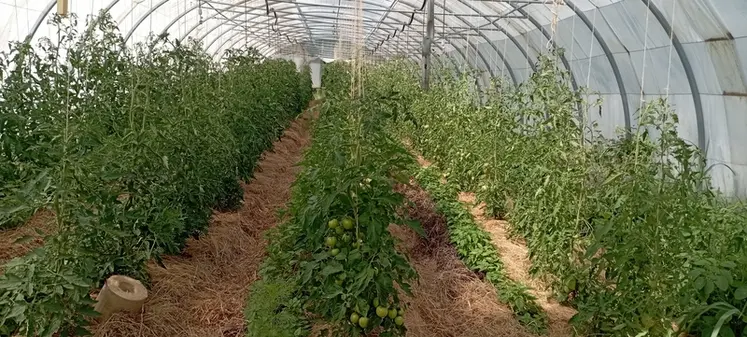 <em class="placeholder">Tomates cultivées sur foin en maraichage sur sol vivant</em>