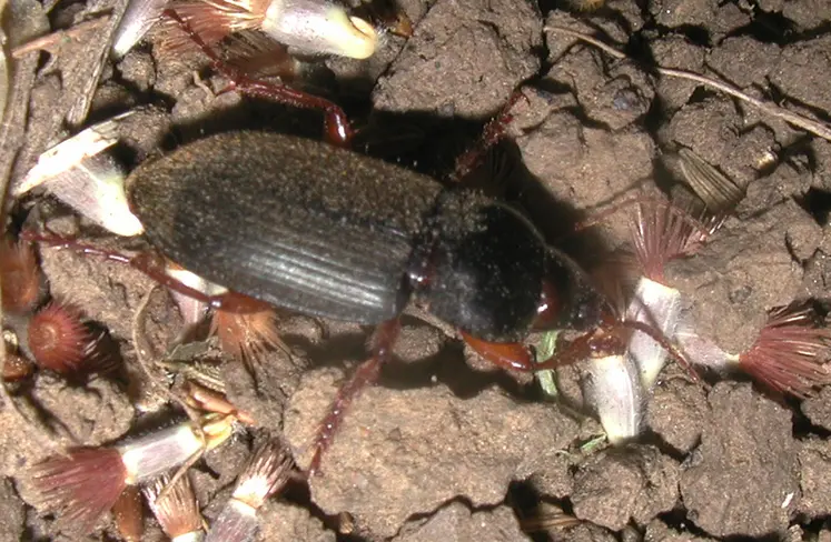 <em class="placeholder">Carabe Pseudophonus rufipes</em>