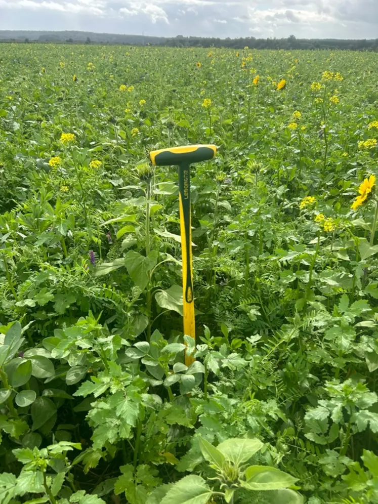 <em class="placeholder">Couvert d'interculture de  moutarde, phacélie, tournesol, vesce et féverole.</em>