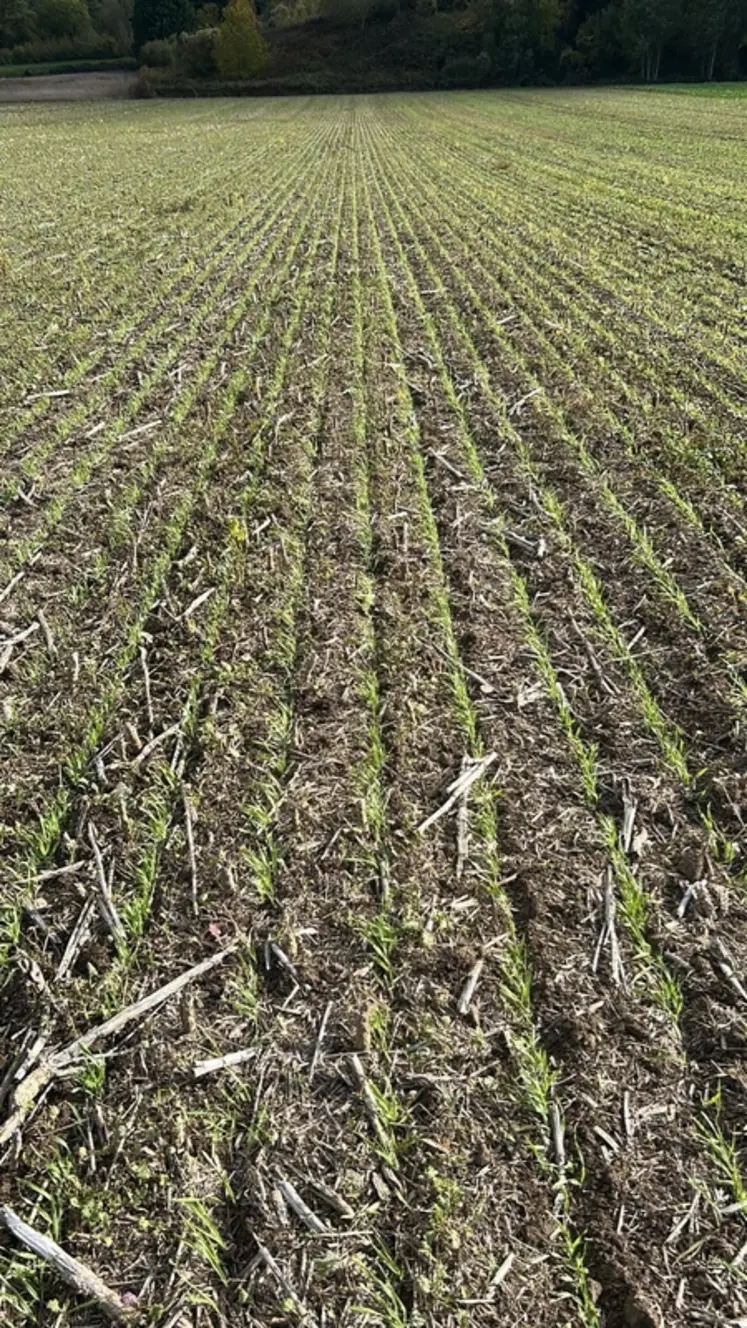 <em class="placeholder">Orge semée en ACS</em>