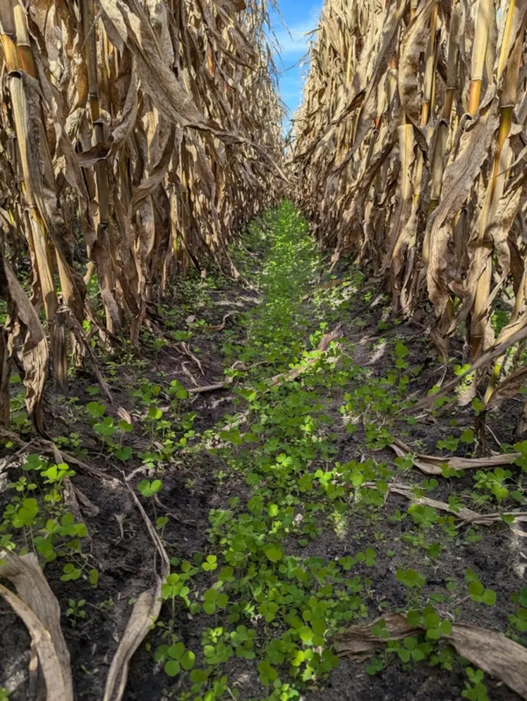 <em class="placeholder">Trèfle incarnat semé au drone avant récolte d'un maïs popcorn</em>