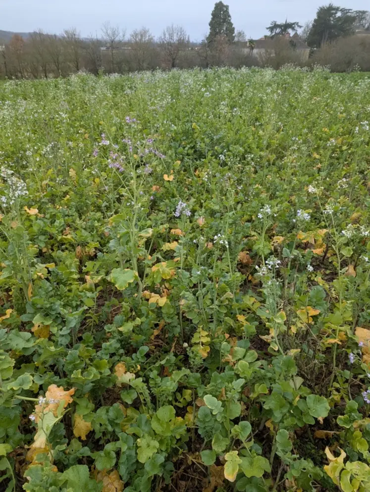 <em class="placeholder">Radis fourrager semé au drone dans un maïs popcorn en août et photographié en décembre</em>