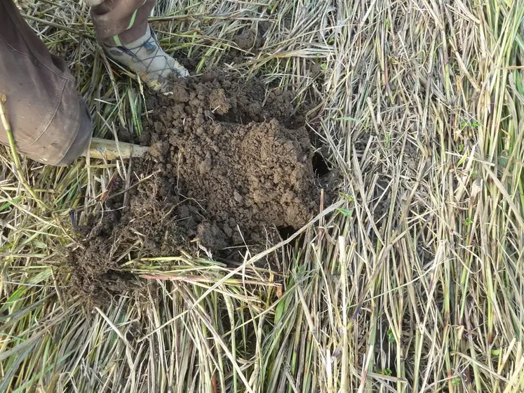 <em class="placeholder">Profil de sol à la bêche</em>