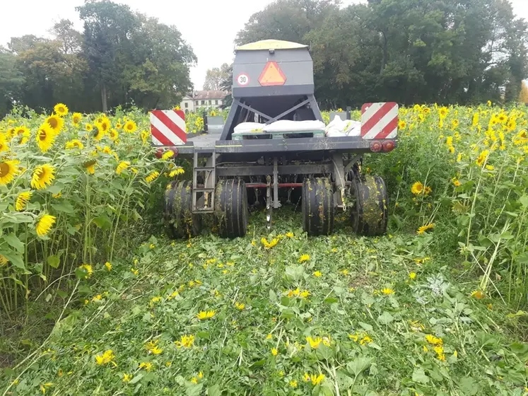 <em class="placeholder">Semis direct du blé de colza dans le couvert d’interculture.</em>