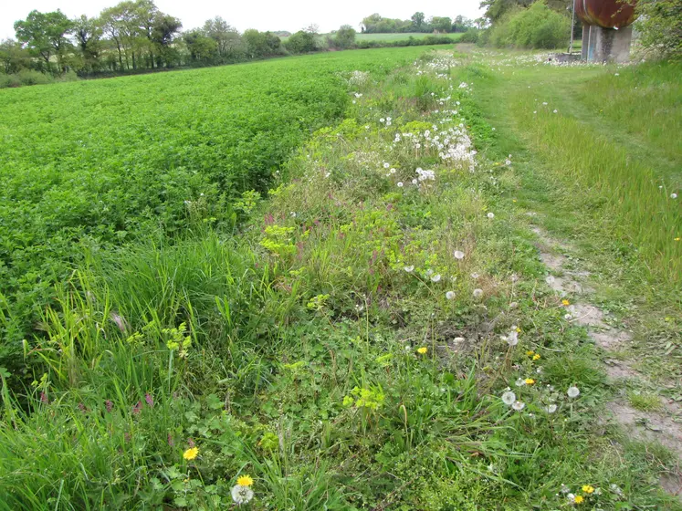 Bande fleurie en bordure de luzerne