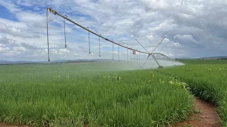 <em class="placeholder">Riz irrigué sous pivot au Brésil</em>