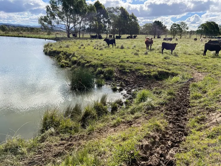 <em class="placeholder">Troupeau de vaches à l'abreuvement en Australie</em>