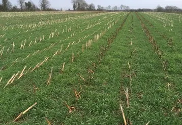 <em class="placeholder">Blé semé en direct derrière un maïs ensilage</em>