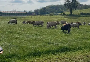 <em class="placeholder">Bovins en pâturage tournant dynamique</em>