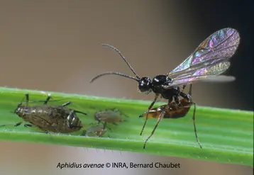 <em class="placeholder">Individu d’« Aphidius avenae », parasitoïde, prêt à pondre
dans le corps d’un puceron.</em>