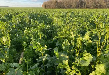 <em class="placeholder">Couvert végétal sur un buttage d'automne</em>