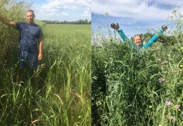 <em class="placeholder">Le couvert biomax est constitué de seigle forestier, vesce, 
gesse, féverole, pois et radis fourrager.
Le sorgho fourrager au 15 septembre, à gauche la partie 
conservée ...</em>