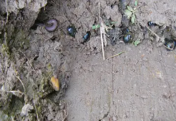 <em class="placeholder">Belle illustration de la présence, ensemble, de deux recycleurs de matières organiques : un ver de terre visible à gauche sur le cliché et des bousiers, à droite. Cette ...</em>