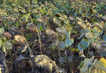 <em class="placeholder">Tournesol le 11/10/2021, Charente-Maritime en précédent orge,
semis 18/07/2021.</em>