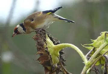 <em class="placeholder">Chardonneret sur tête de tournesol</em>
