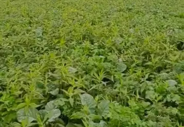 <em class="placeholder">Couvert fertilisé</em>