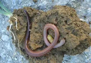 <em class="placeholder">Ver de terre et cocon</em>