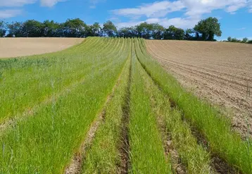 <em class="placeholder">Essai envahi par du ray-grass</em>