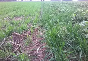 <em class="placeholder">Comparaison entre un blé associé à une féverole à droite et un blé seul à gauche</em>