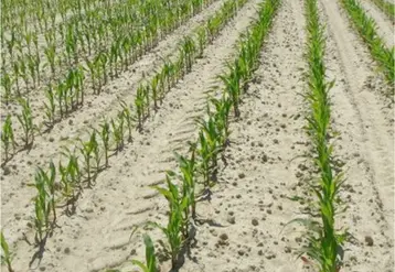 <em class="placeholder">Maïs en système labouré</em>