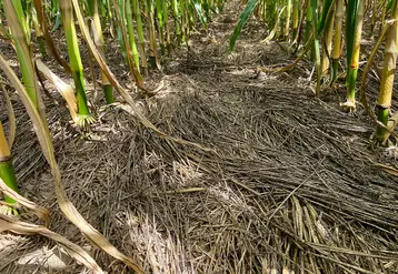 <em class="placeholder">Le type de mulch (sol paillé, couvert détruit au semis du maïs, couvert détruit un mois avant le semis) est comparé à un sol nu.</em>