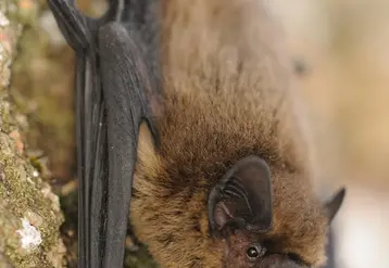 <em class="placeholder">Pipistrelle commune, espèce opportuniste qu’on trouve en milieu ouvert comme les milieux agricoles mais aussi en milieu urbain ou encore en zone boisée. </em>