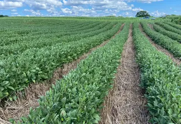 <em class="placeholder">Depuis une dizaine d’années, des ACSistes pionniers expérimentent 
et développent le relay cropping aux États-Unis avec principalement un enchaînement blé/soja. Même ...</em>