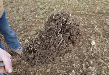 <em class="placeholder">lombric dans un prélèvement de sol à la bêche sur parcelle menée en non labour et en agriculture biologique dans l'Yonne en hiver</em>