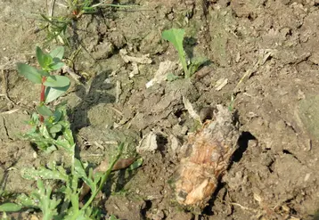 <em class="placeholder">Colza mangé par des limaces</em>